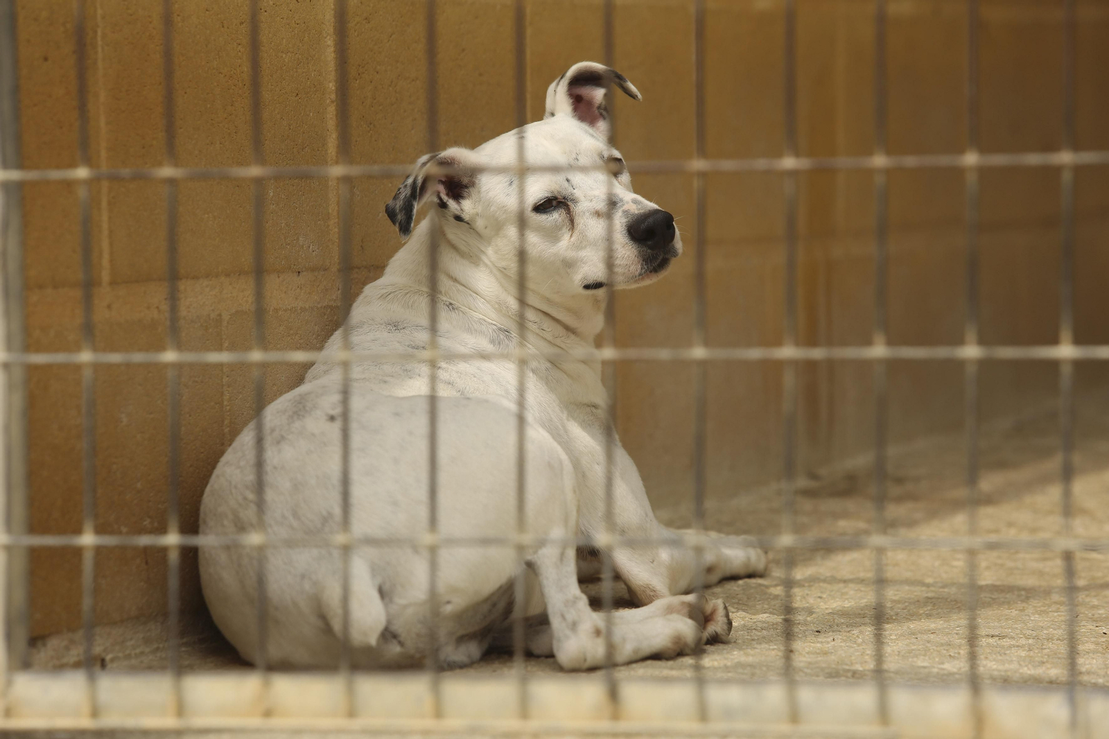 Las fotos de los animales de la Protectora de Málaga Las fotos de los animales de la Protectora de Málaga