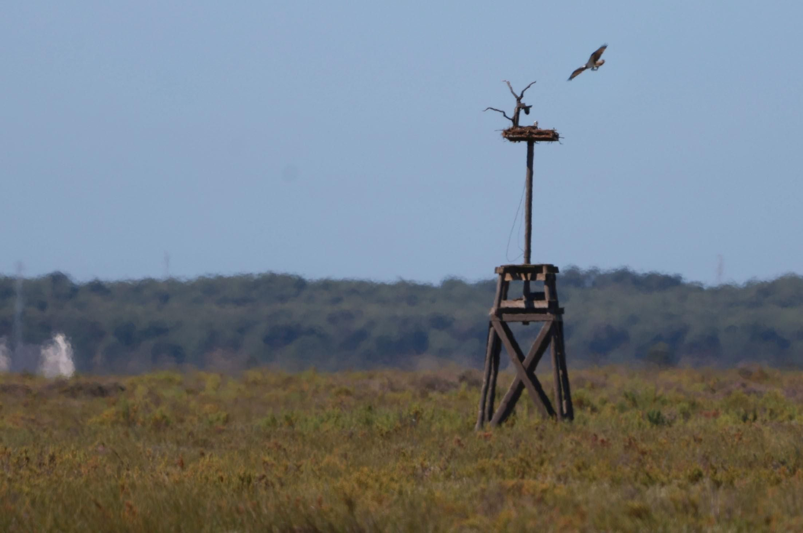 Imágenes de Marismas del Odiel, un Paraje Natural en la confluencia de las desembocaduras de los ríos Tinto y Odiel