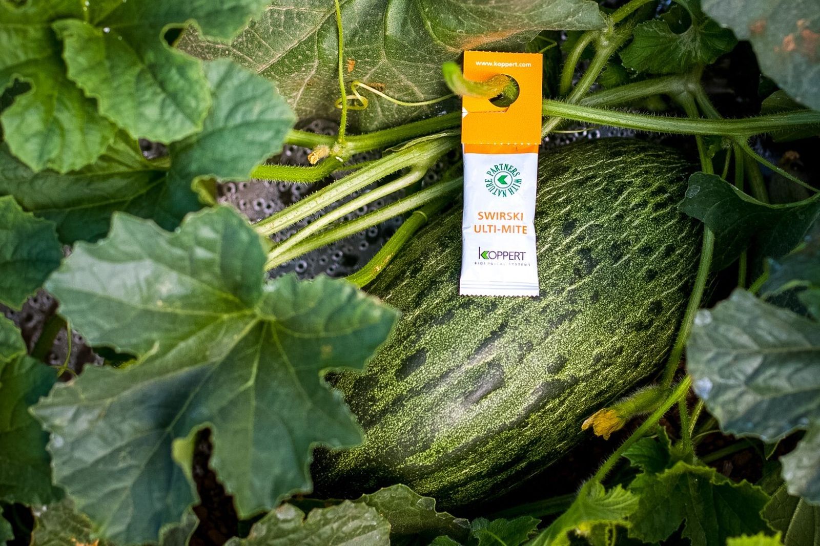 Sobre UltiMite para liberación de Swirski en melón.