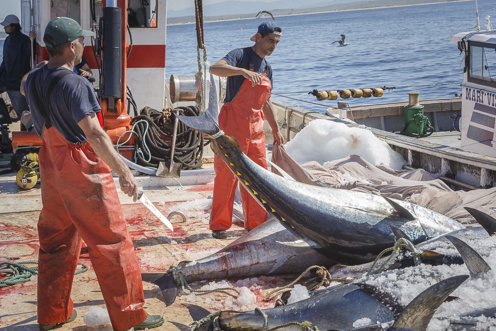Dos trabajadores de la almadraba de Barbate se disponen a despiezar varios ejemplares recién capturados.