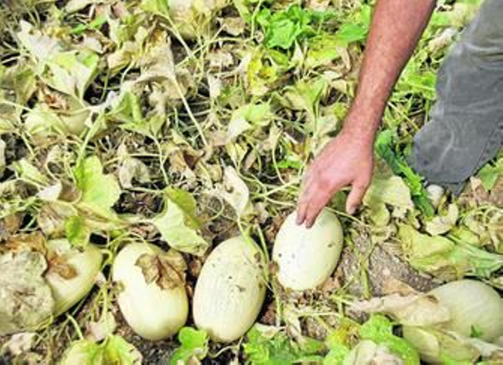 Cuando la tonalidad es cremosa, el fruto está listo para el consumo.