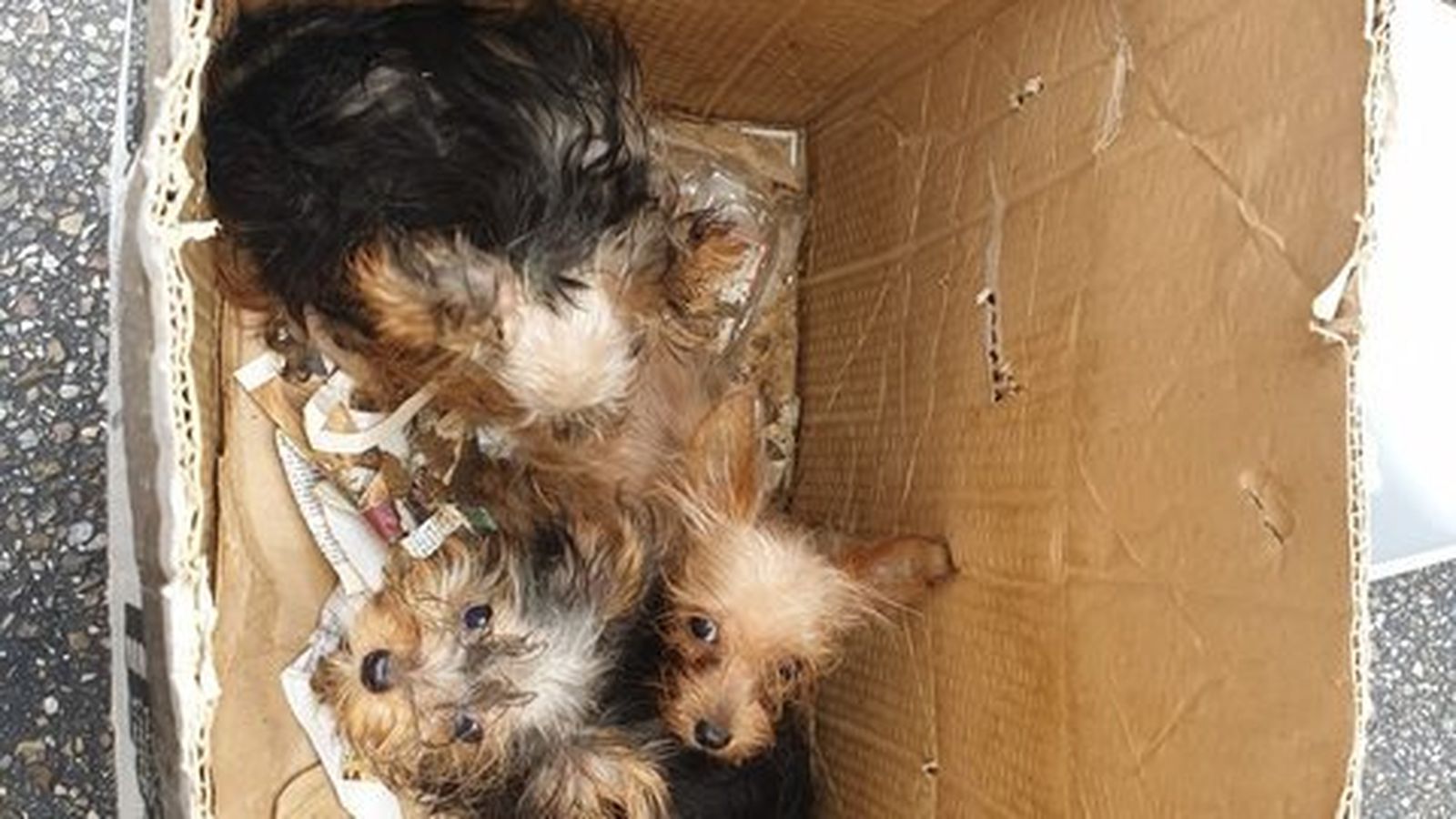 Se celebra el juicio contra dos mujeres que tenían un criadero ilegal de yorkshire en condiciones lamentables