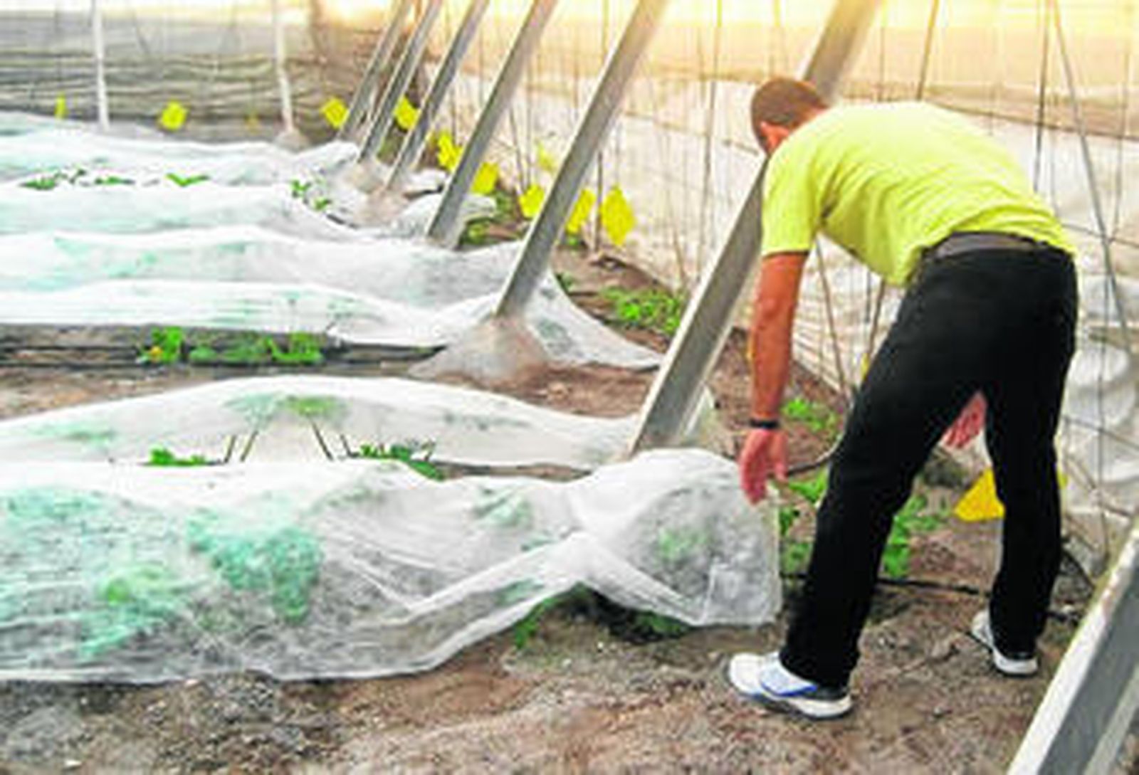 Un agricultor protege su cultivo de calabacín de la mosca blanca.