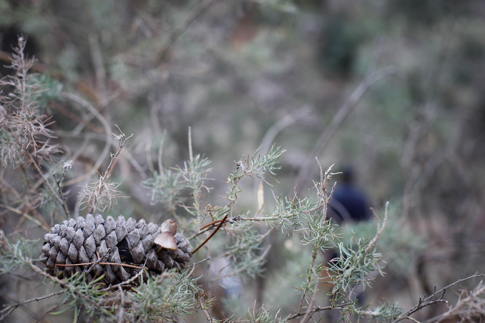 La ruta recolectora de setas en Abla por las XIX Jornadas Micológicas, en imágenes