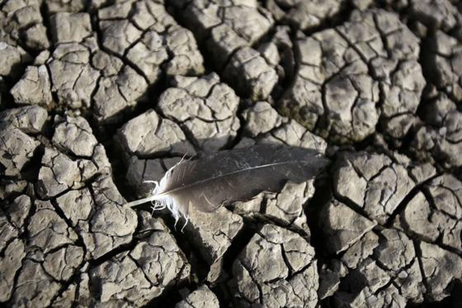 Restos de aves en la laguna. 

Foto: Fito Carreto