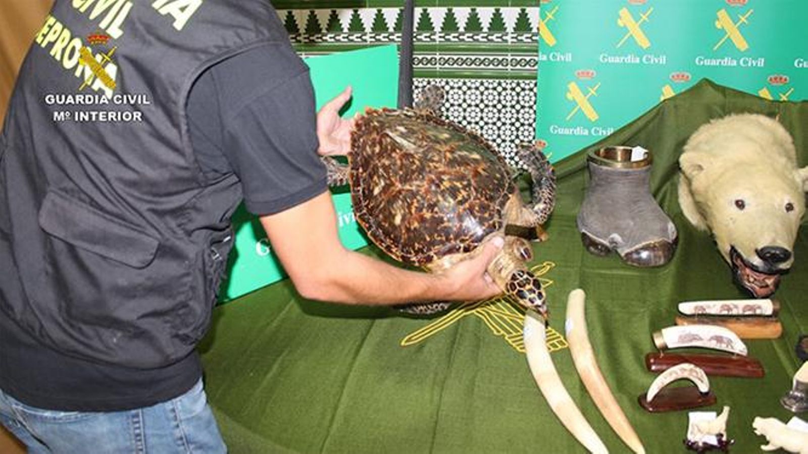 Varios de los animales y restos incautados.