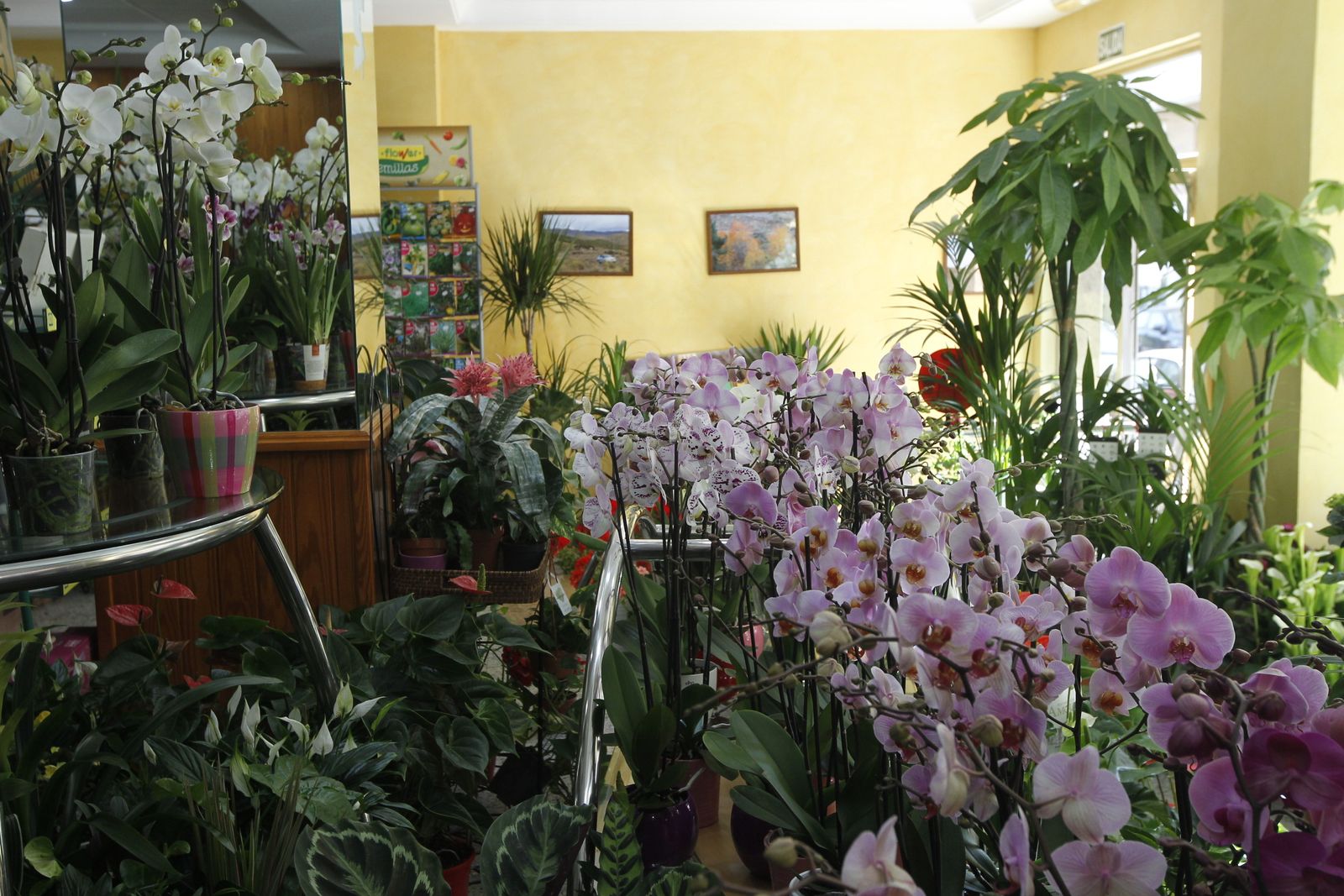 Fotogalería plantas para el Día de la Madre en Suministros Tripiana