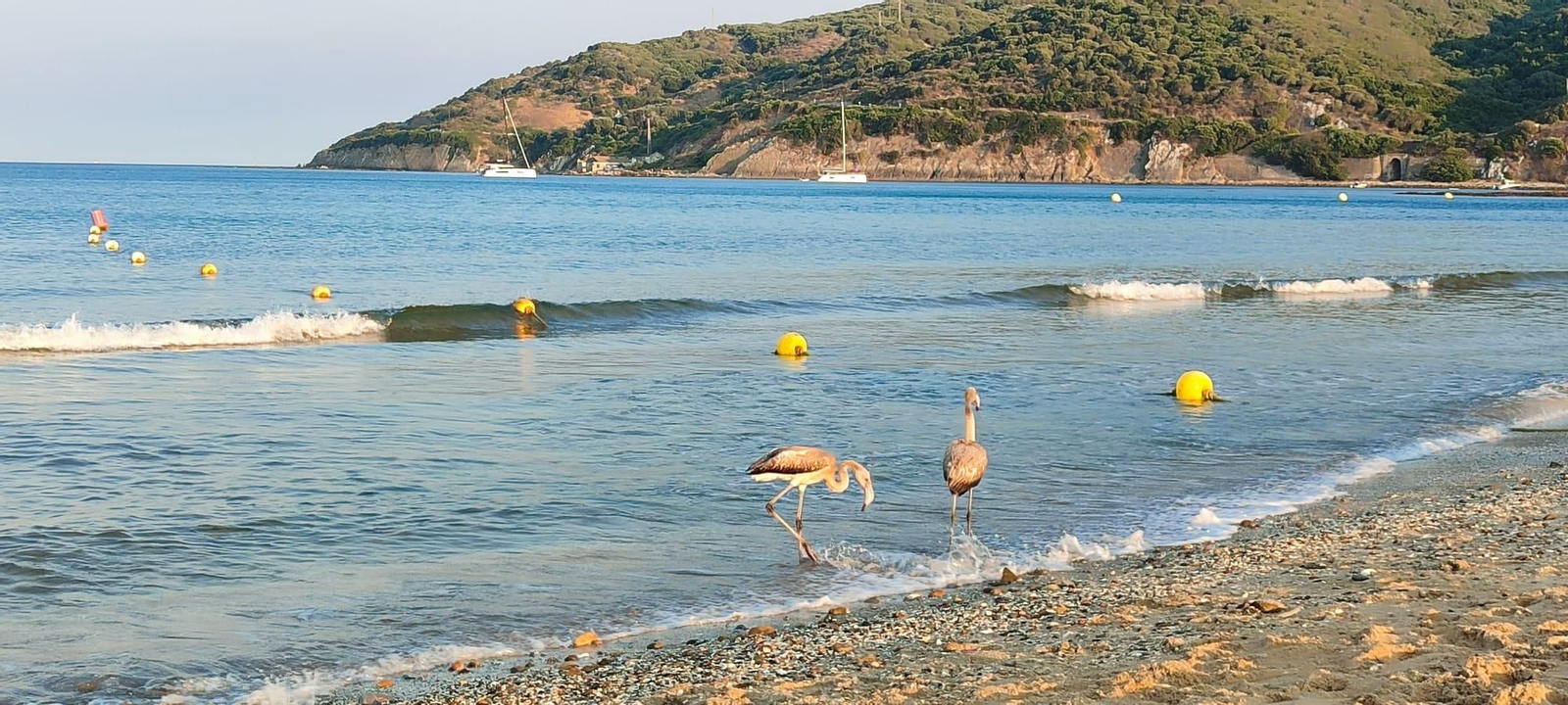 Los dos flamencos, en la playa de Getares.