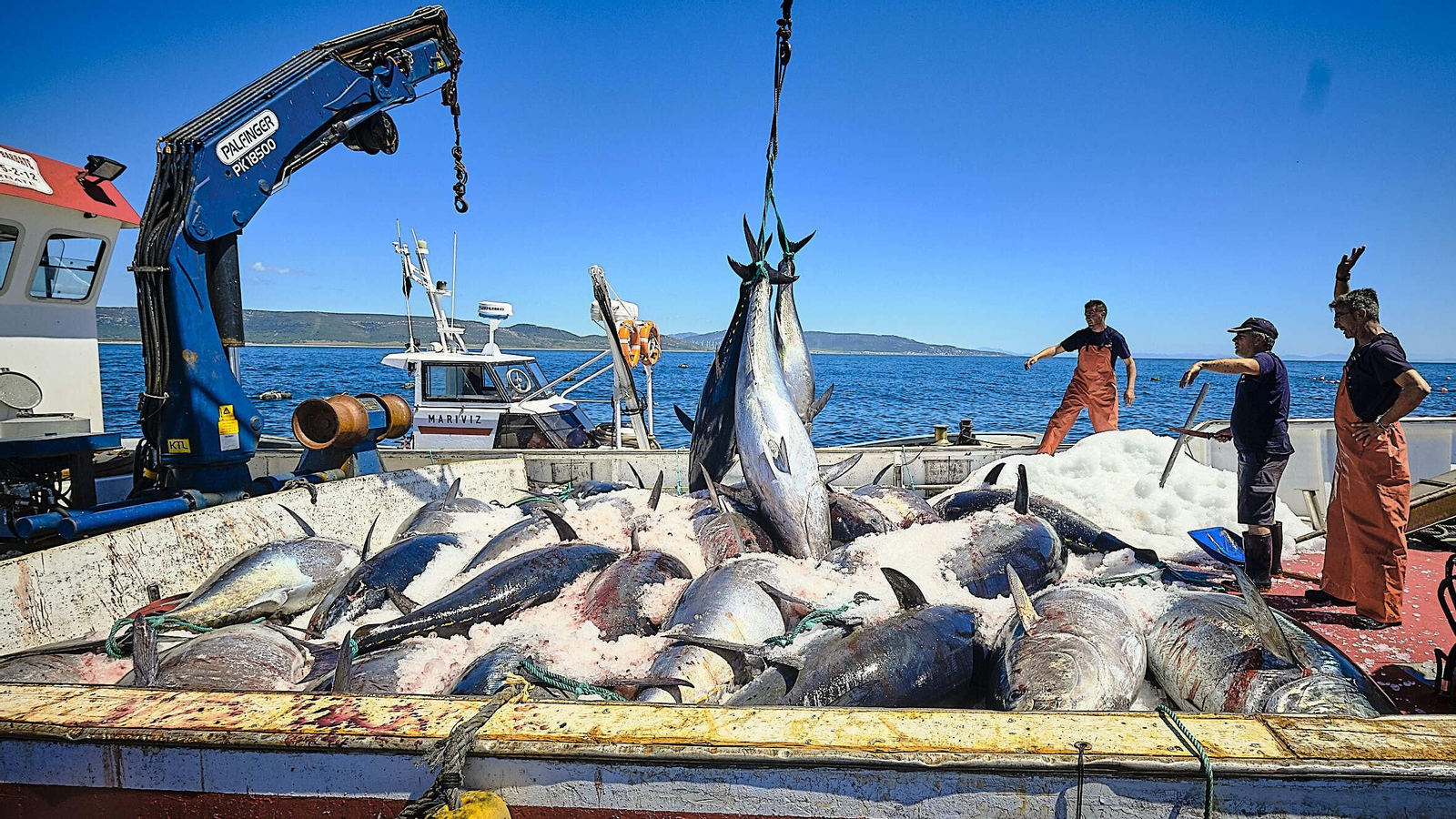Almadraba de Barbate. Imágenes de la primera 'levantá' de atunes.