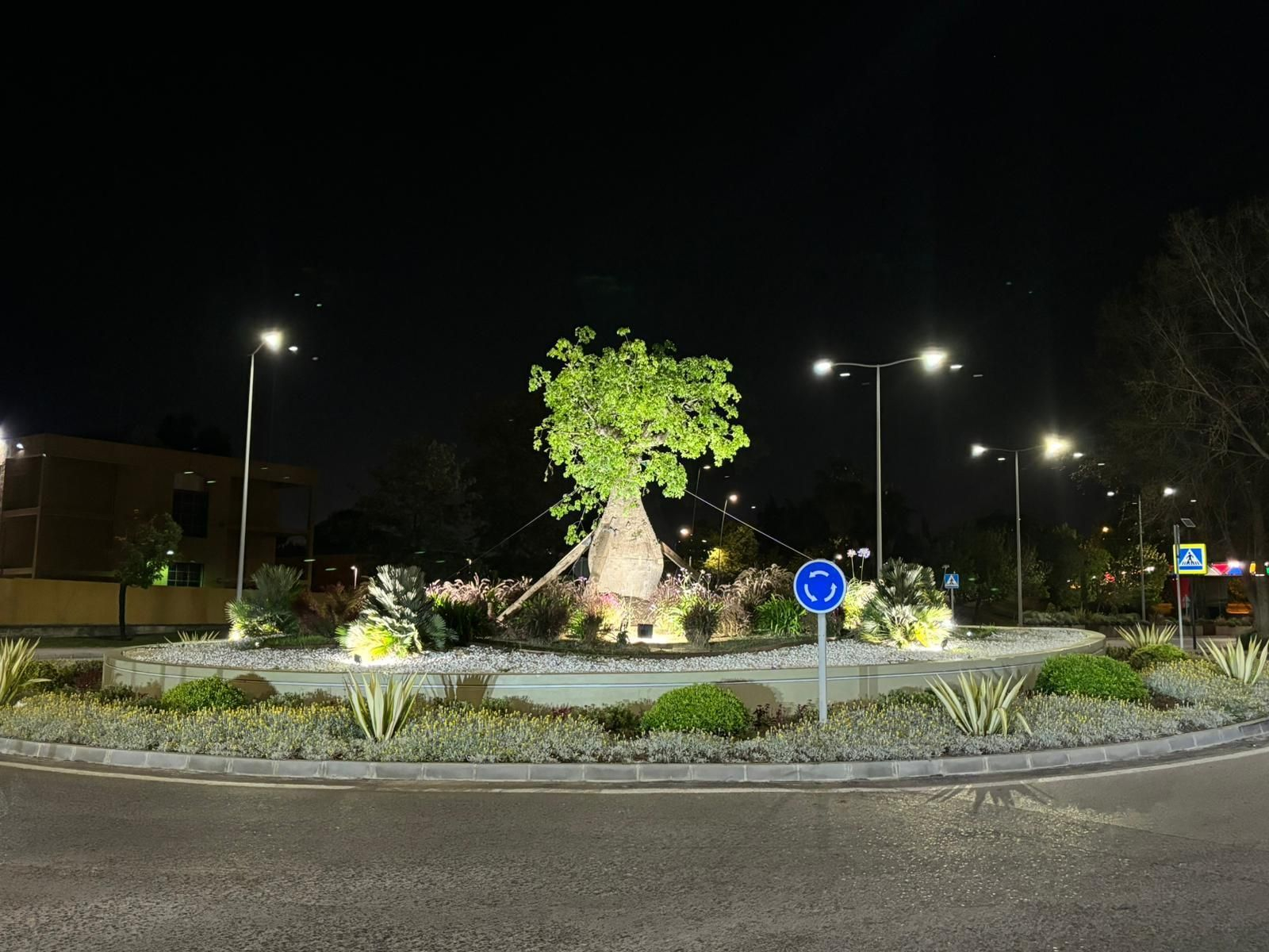 La nueva ceiba luce desde la pasada noche en la rotonda de San José Artesano.