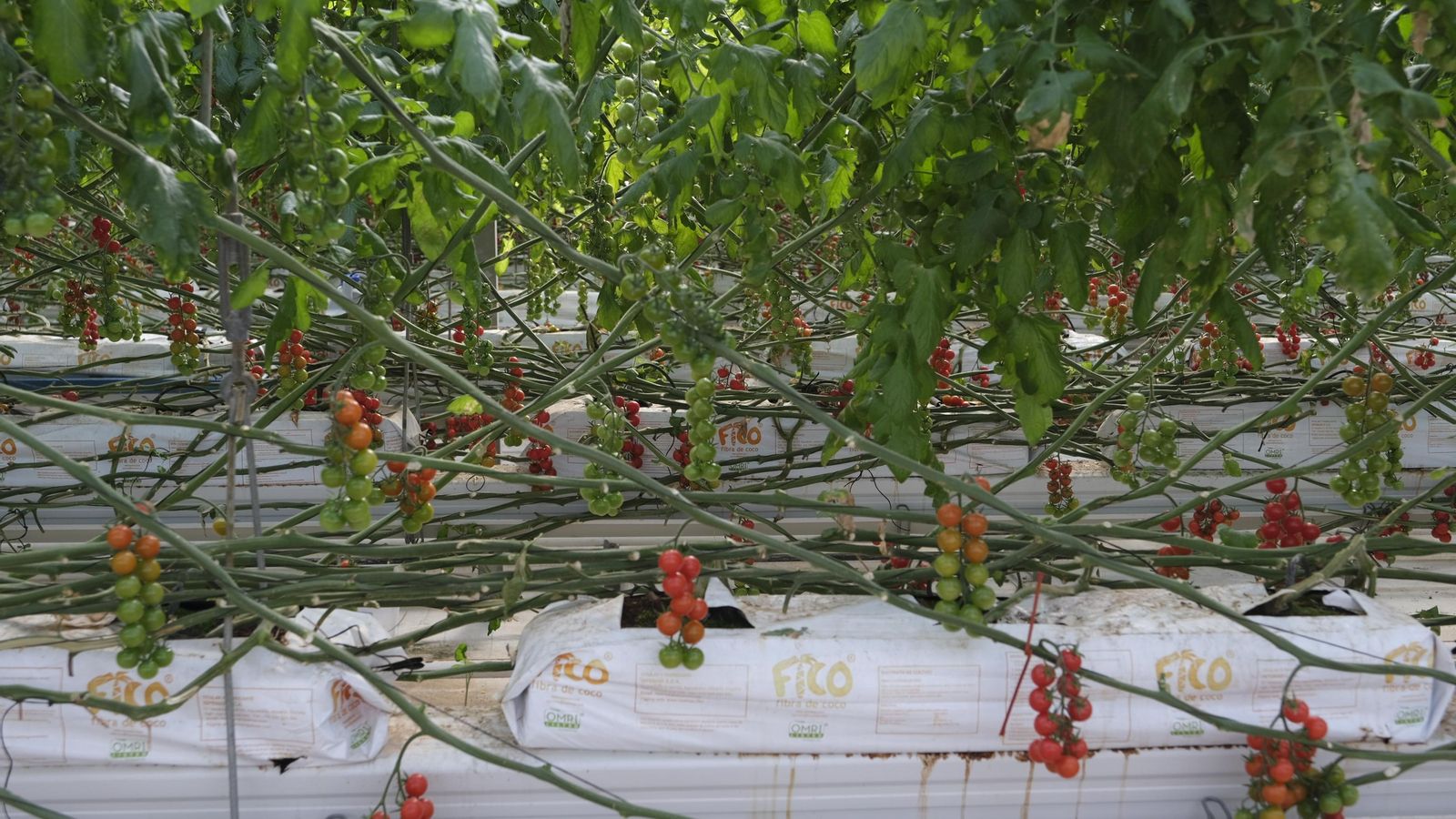 Deliquia, cherry de Rijk Zwaan que destaca por su dulzor