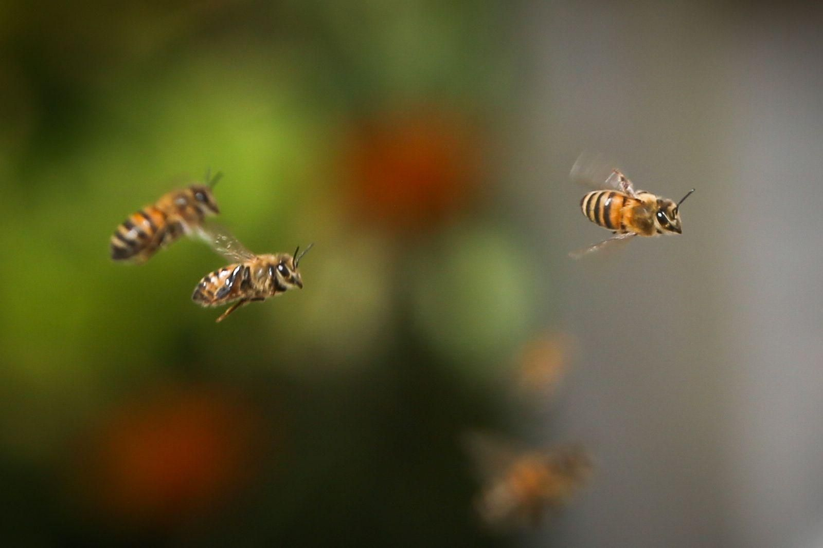 Enjambres de abejas.