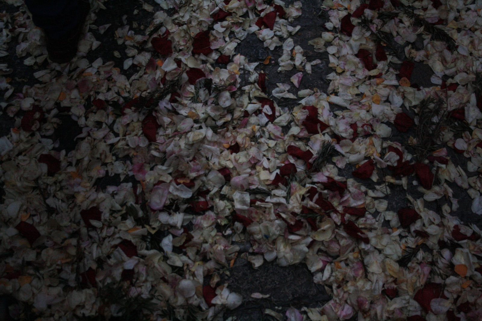 Traslado del Simpecado de la Hermandad del Rocío de Triana, en imágenes