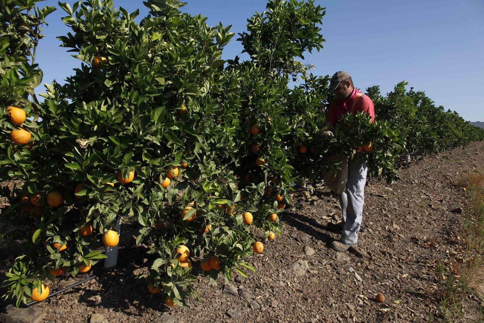 San Bartolomé de la Torre ha acogido la octava reunión de la mesa de cítricos.
