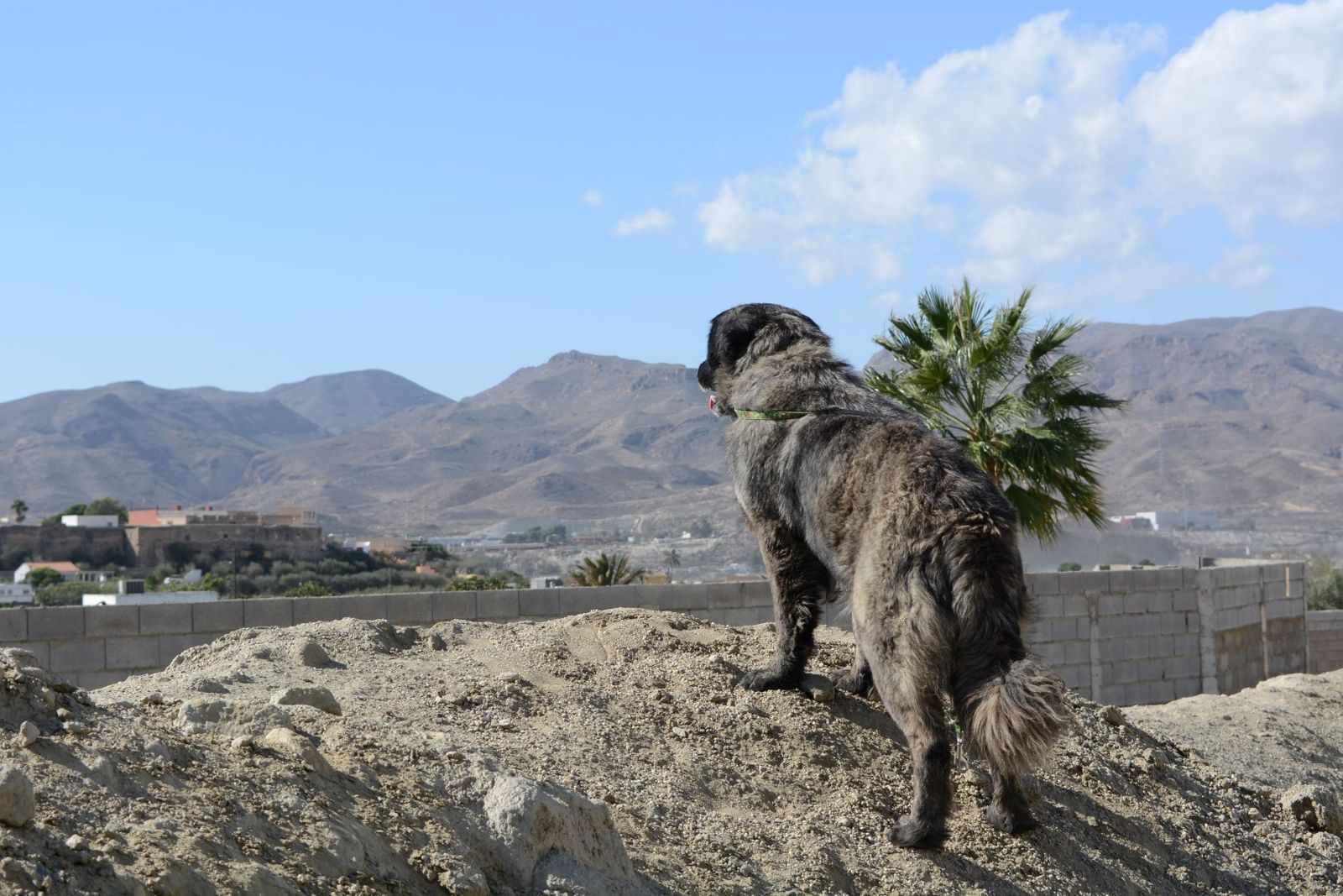 En SOS adopta de Pechina tienen centenas de animales a la espera de ser adoptados para poder tener un hogar, recibir amor y dárselo a alguna familia.