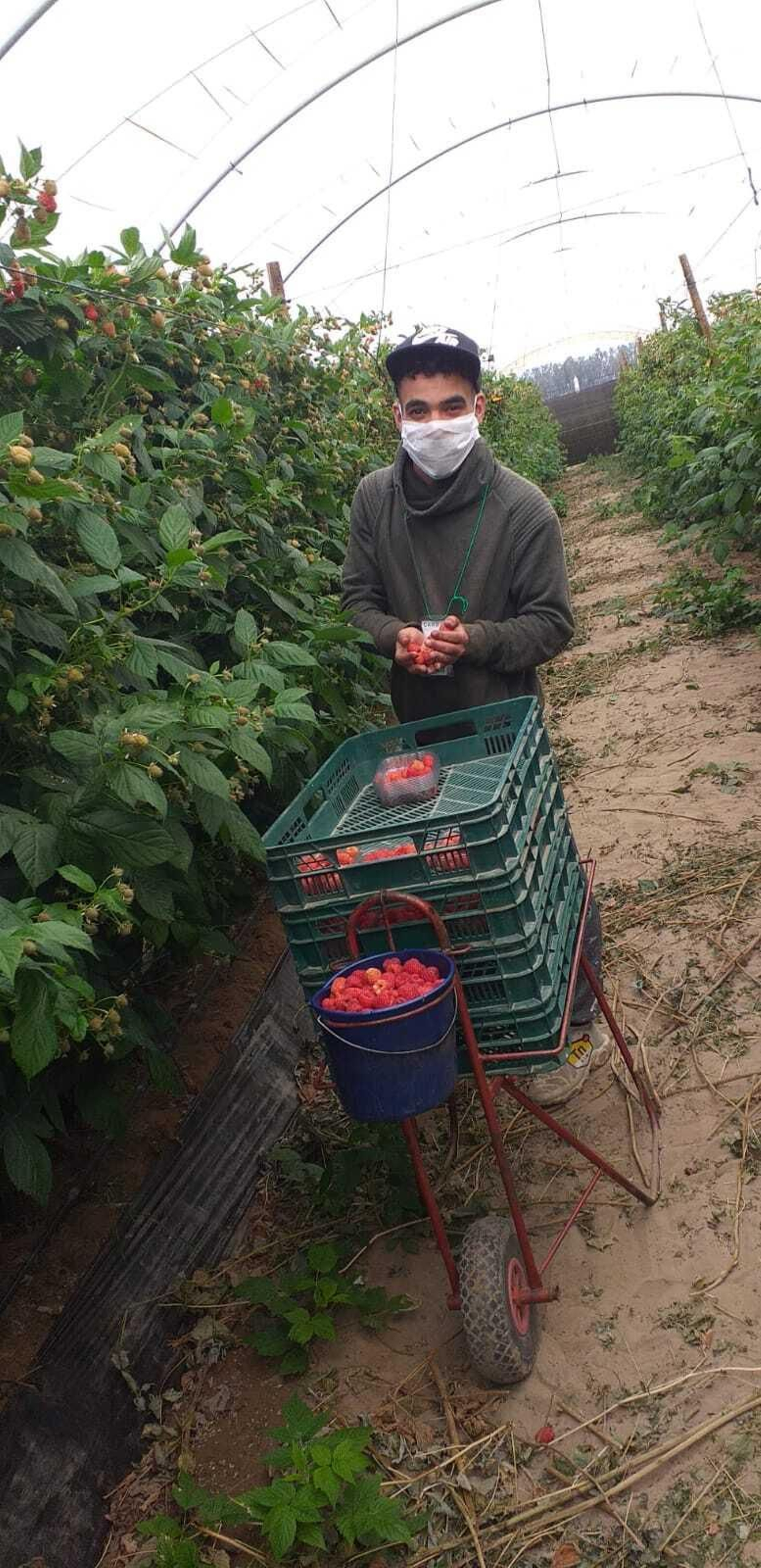Un joven migrante recolecta frambuesa en una finca de Huelva.