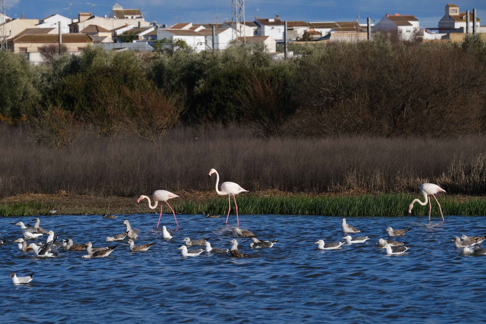 Los flamencos regresan a Fuente de Piedra, en fotos