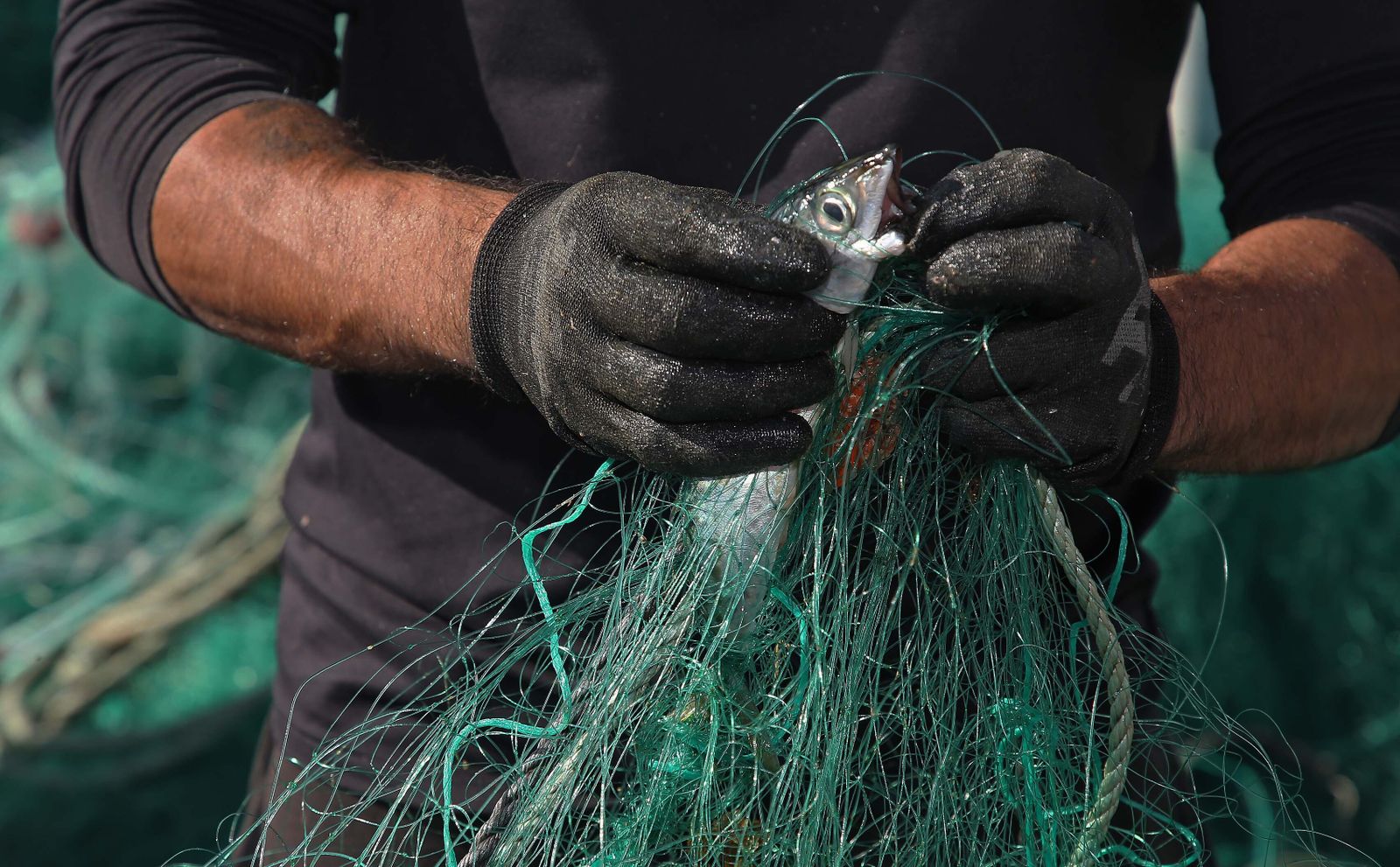 El puerto pesquero de La Línea, en imágenes