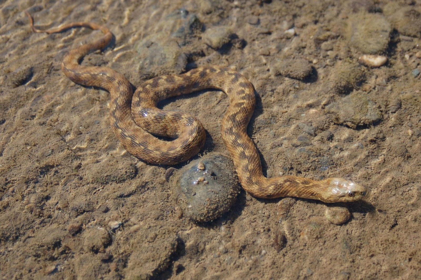 Culebra viperina. Charcas, lagunas, ríos. Se deja ver a menudo buceando o nadando, por eso es conocida también como “culebra de agua”. Suelen medir algo más de medio metro. Se la puede ver activa tanto de día como de noche buscando a sus presas.