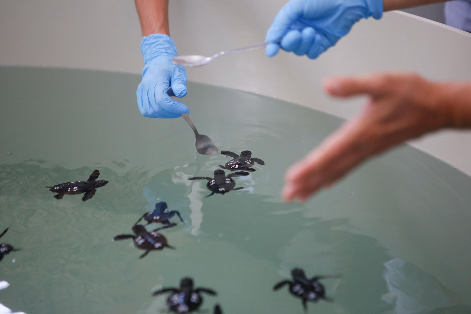 Cuidado de tortugas en el Cegma de Algeciras.