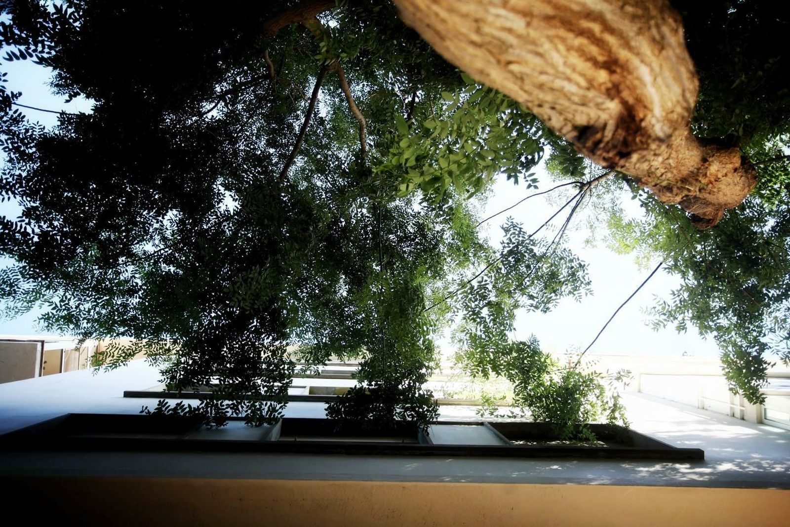 Las ramas de los árboles que prácticamente entran en una vivienda, en la calle Hibiscos.