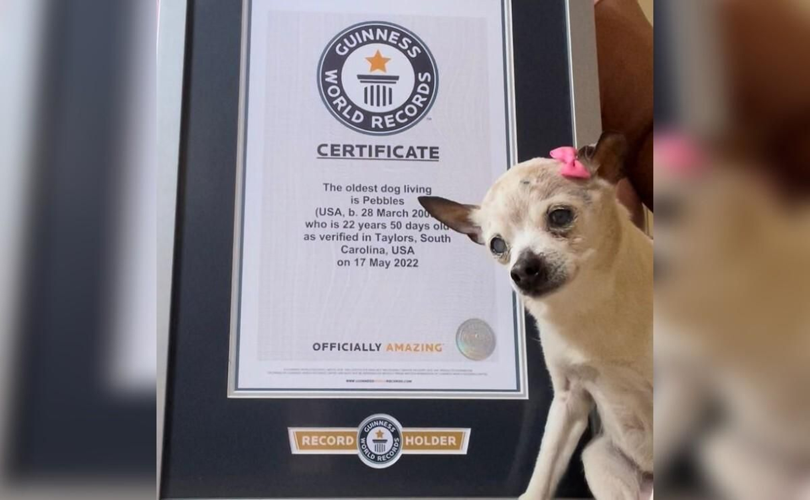 Polémico Récord Guinness: arrebatan el título al perro más viejo del mundo