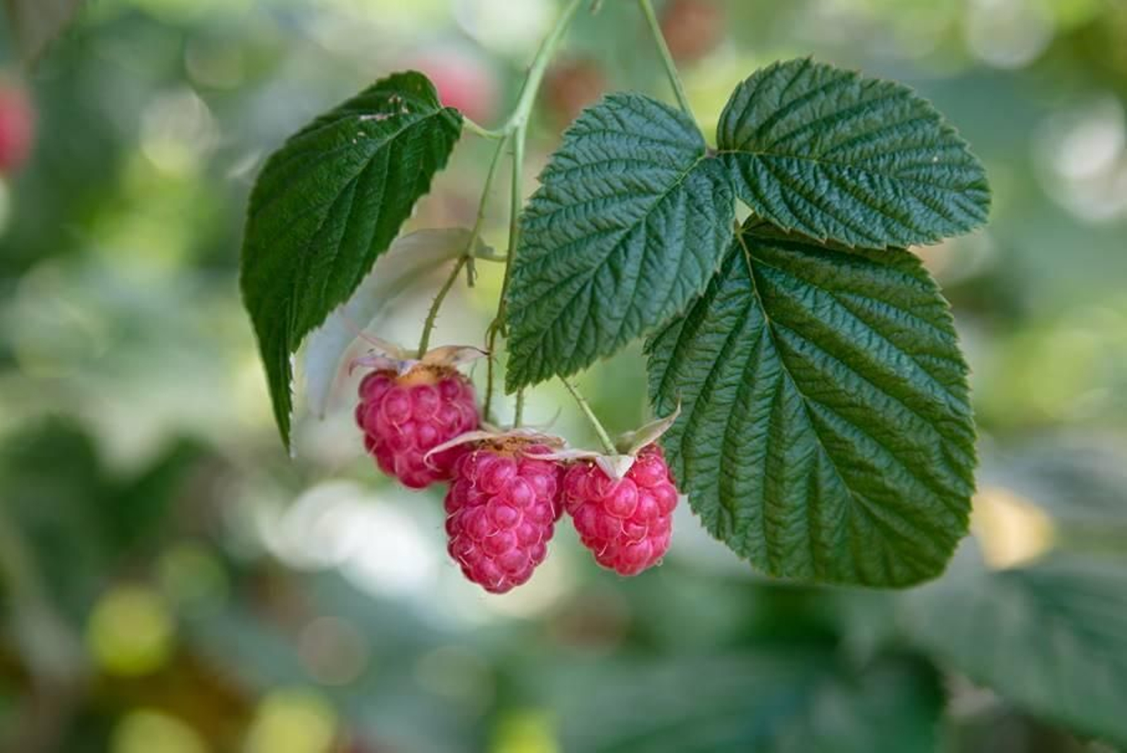 Frambuesas: 'Rubus iadeus'