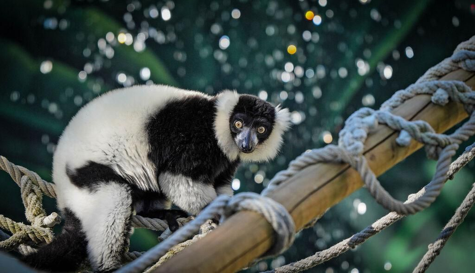 La especial mirada de los animales del zoo