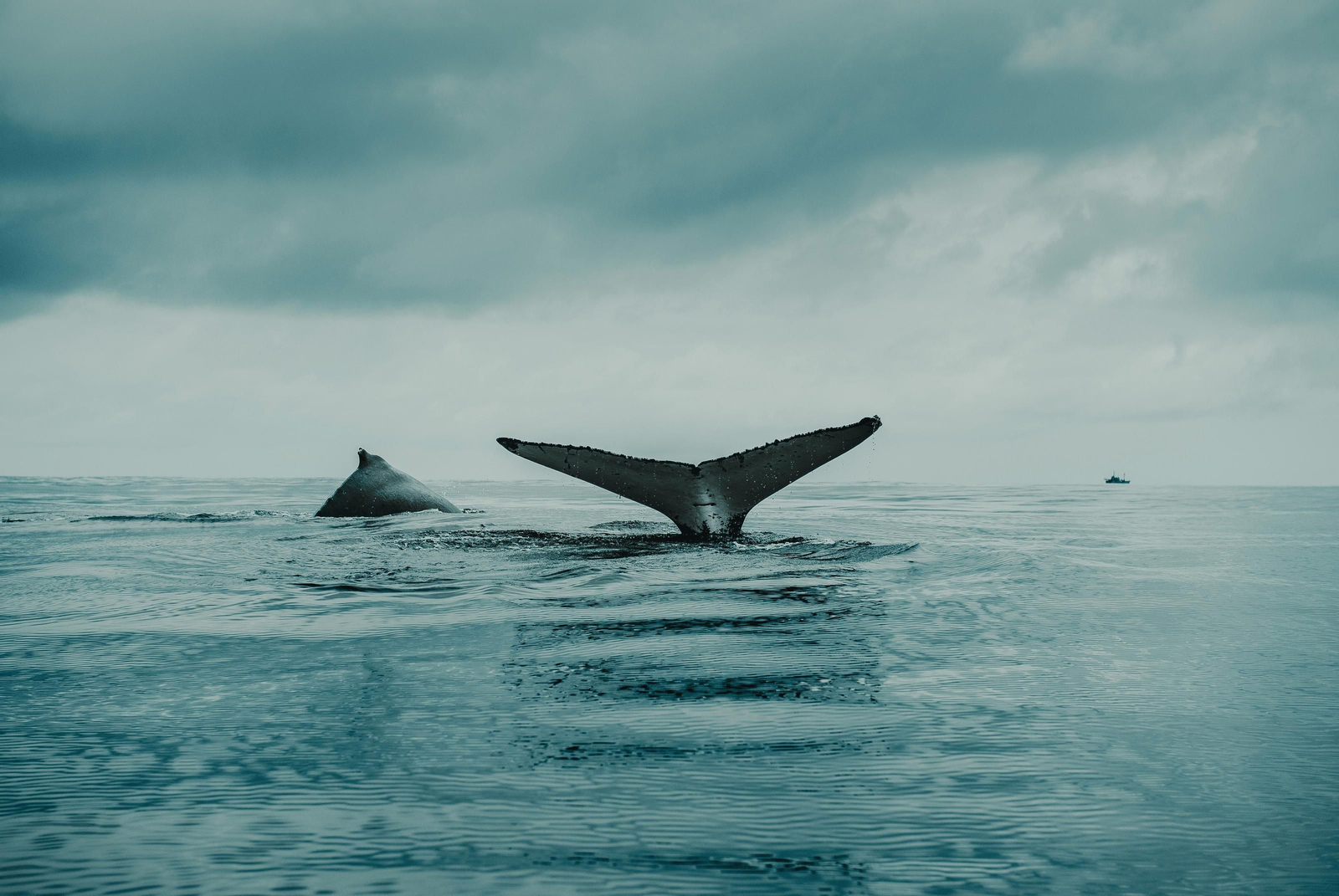 La monitorización rápida y precisa de la vida marina es clave para proteger la biodiversidad y a las especies amenzadas.
