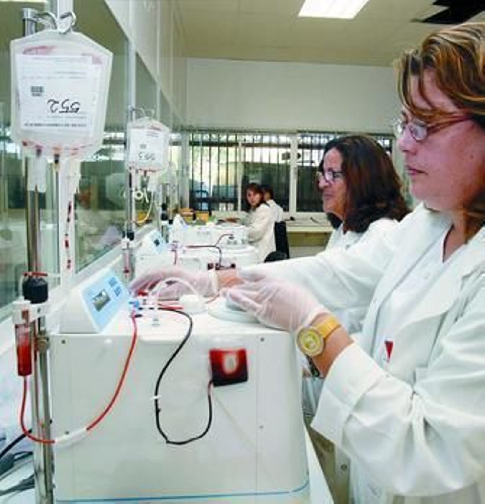 Procesamiento de sangre de cordón umbilical en el banco de Málaga.