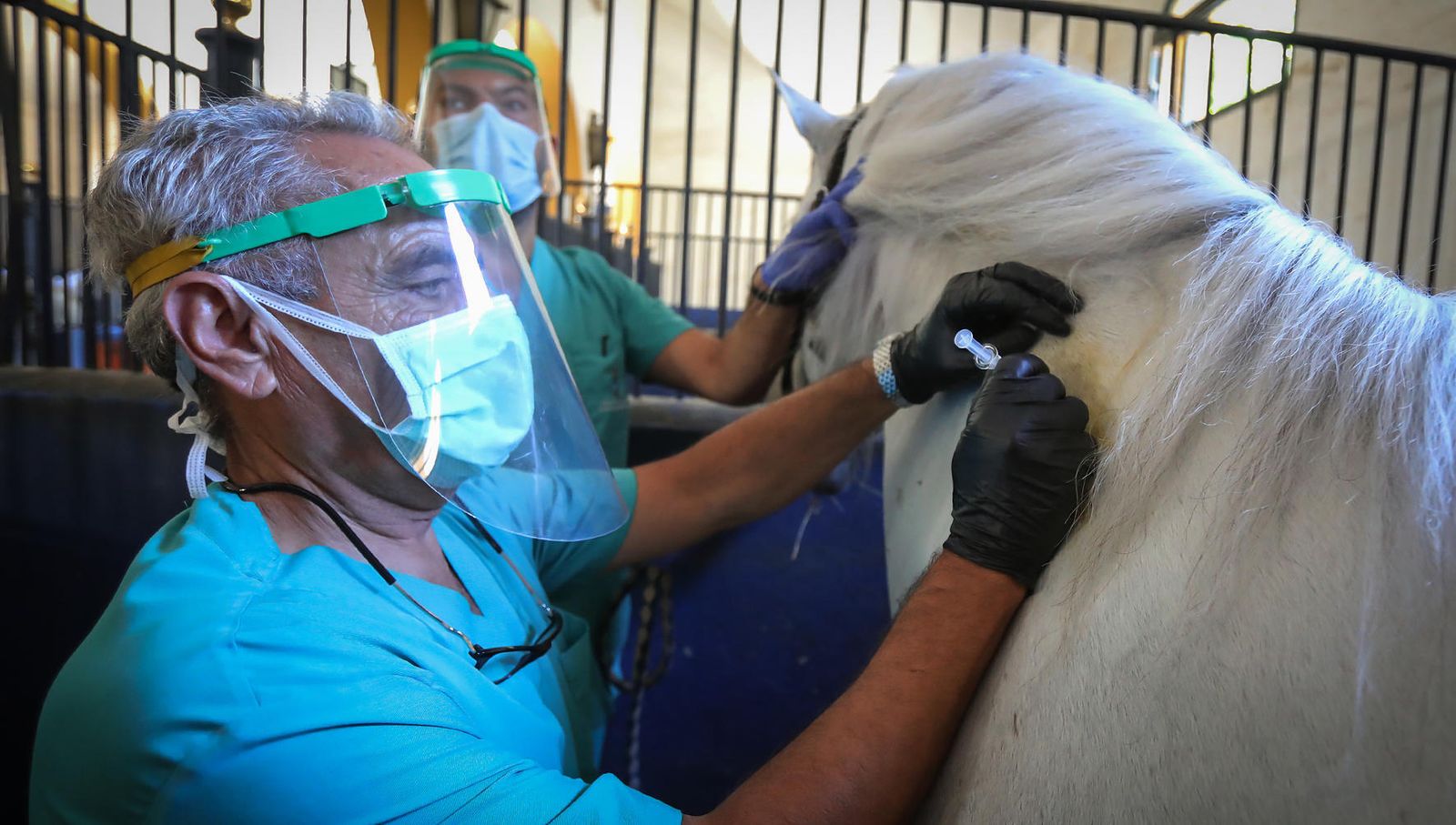 Vacunación de uno de los ejemplares de la Real Escuela el pasado viernes a mediodía.
