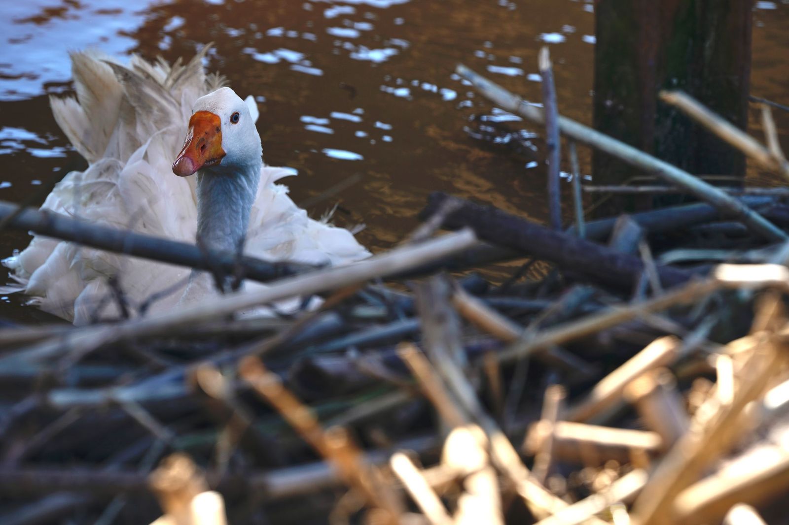 Fotos de la contaminación en el paraje natural marismas del Río Palmones