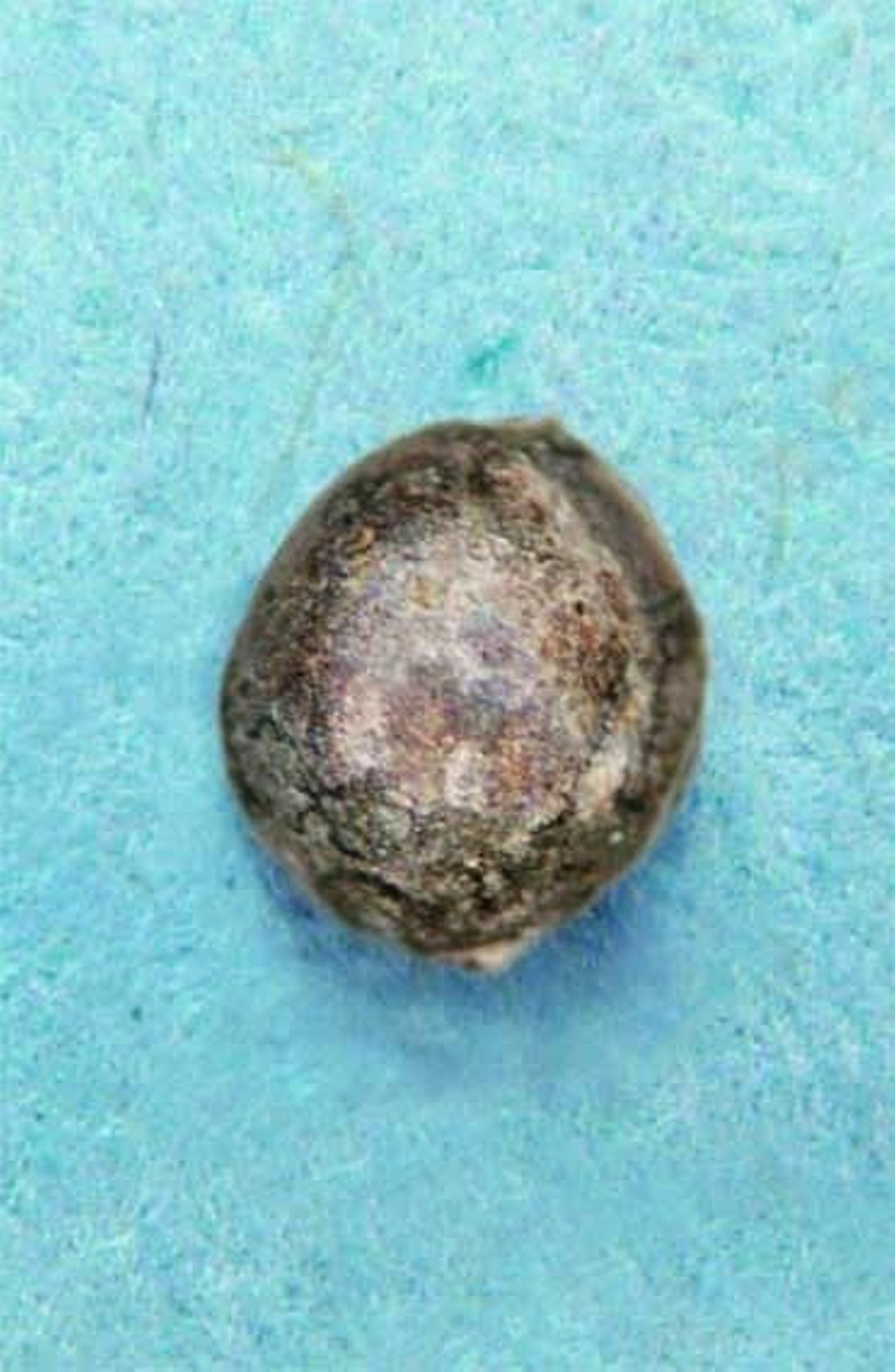 Perdigón hallado en los restos. También se encontraron hilos de oro y plata.