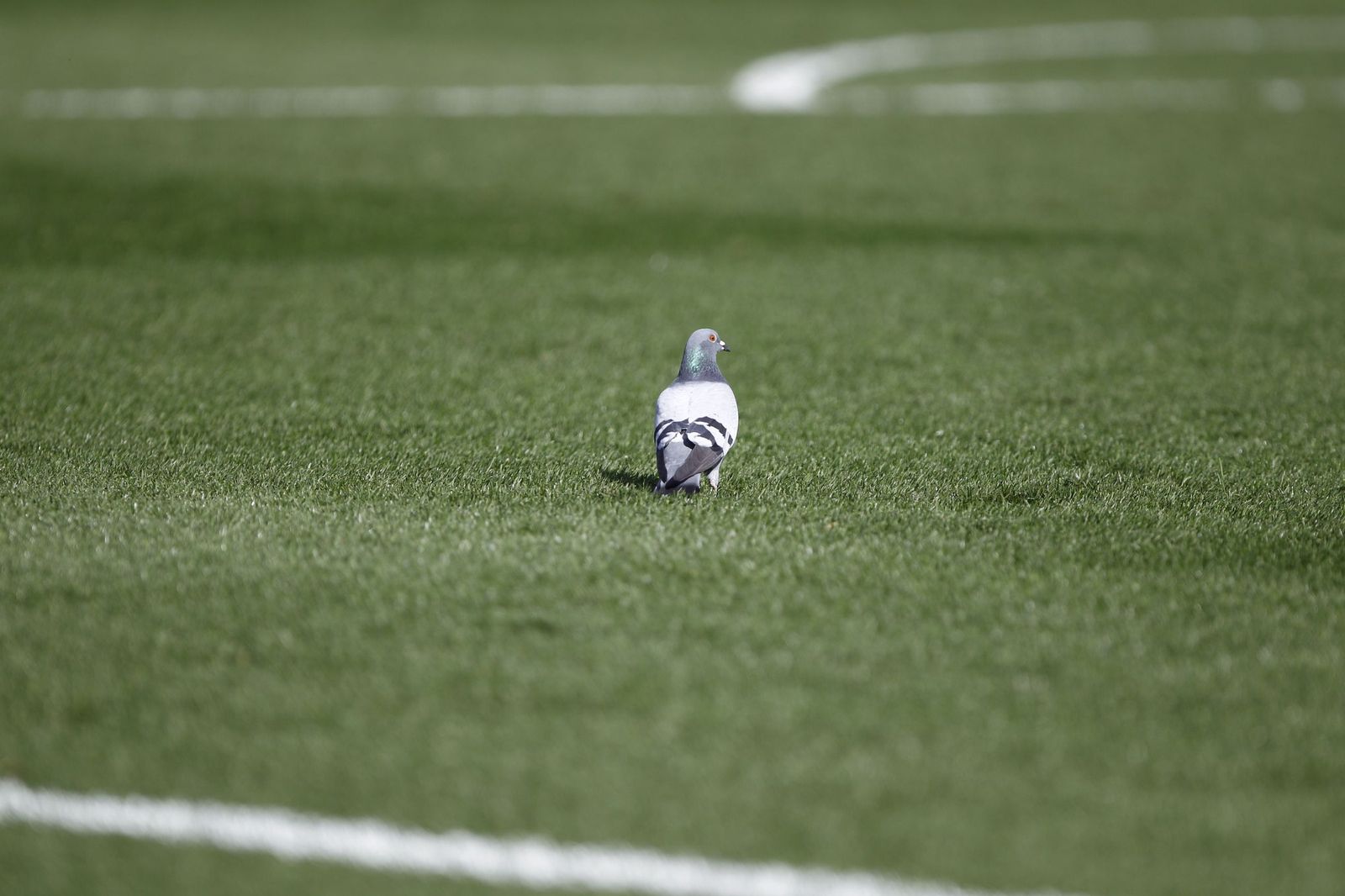 Las imágenes del partido U.D. Almería - A.D. Ceuta