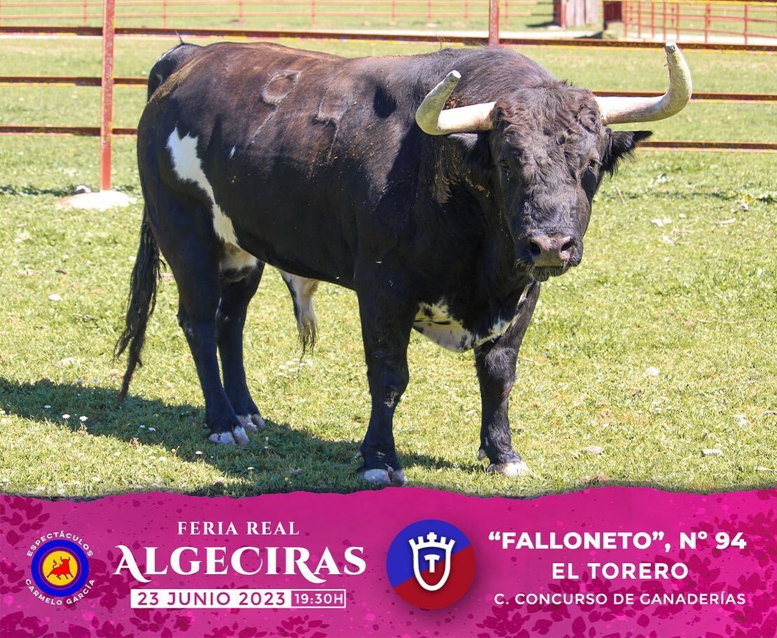 Los toros reseñados para la corrida concurso de la Feria de Algeciras 2023, en imágenes