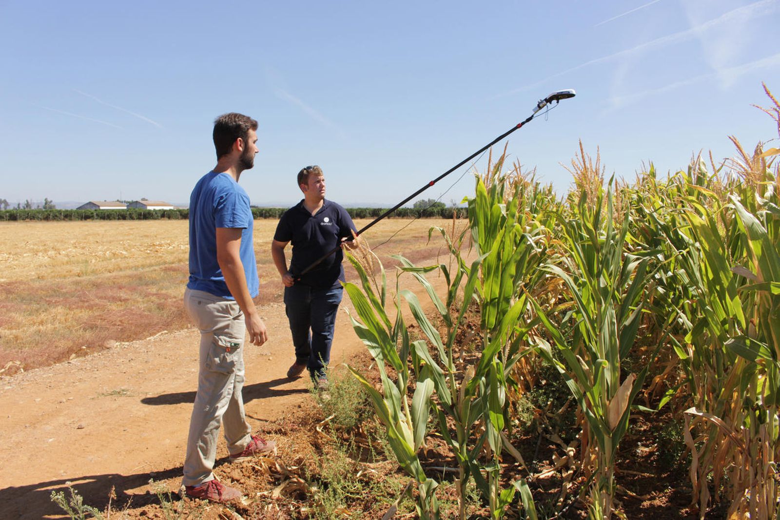 Dos miembros del equipo de investigación de Agronómicas en un campo de cultivo de maíz.