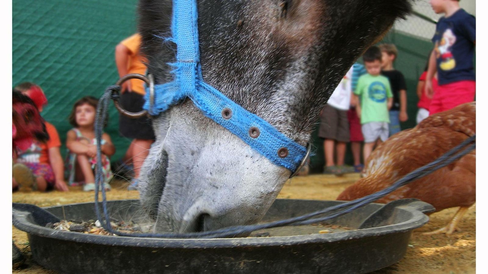 En el campamento de la Granja Escuela La Buhardilla se puede disfrutar de la naturaleza y los animales.
