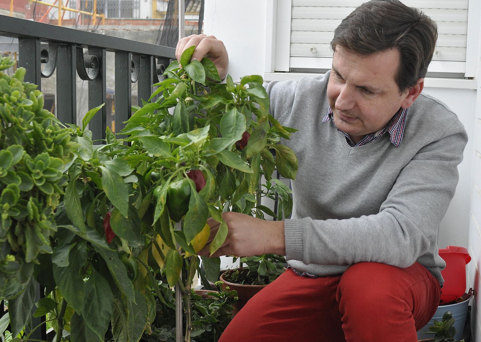 Consumir alimentos ecológicos está al alcance de cualquiera con los huertos verticales (huertos en el balcón).