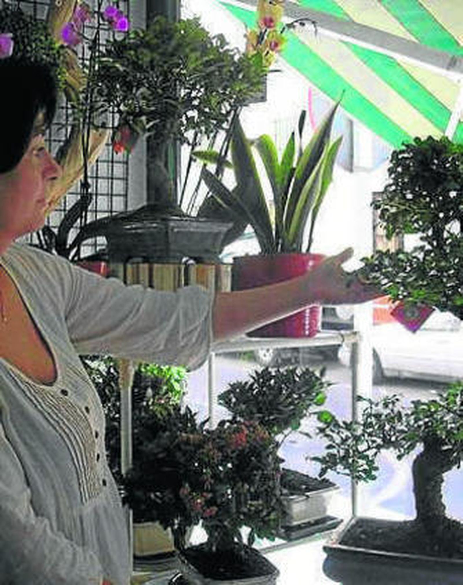 Flores y Bonsais, el obsequio perfecto