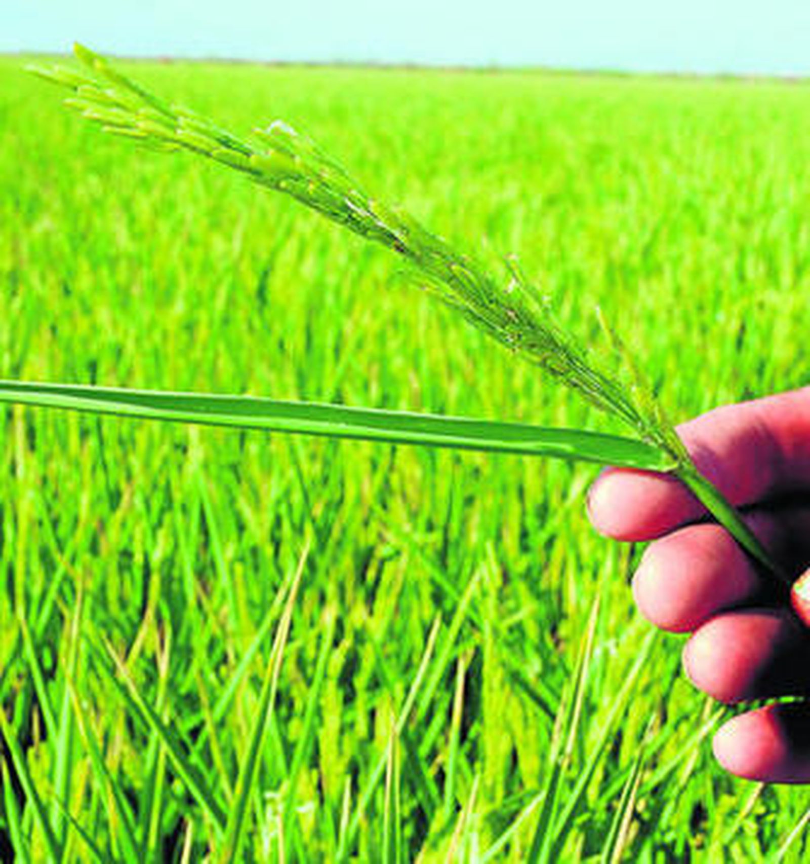 La cosecha finalmente ha sido mejor de lo esperado.