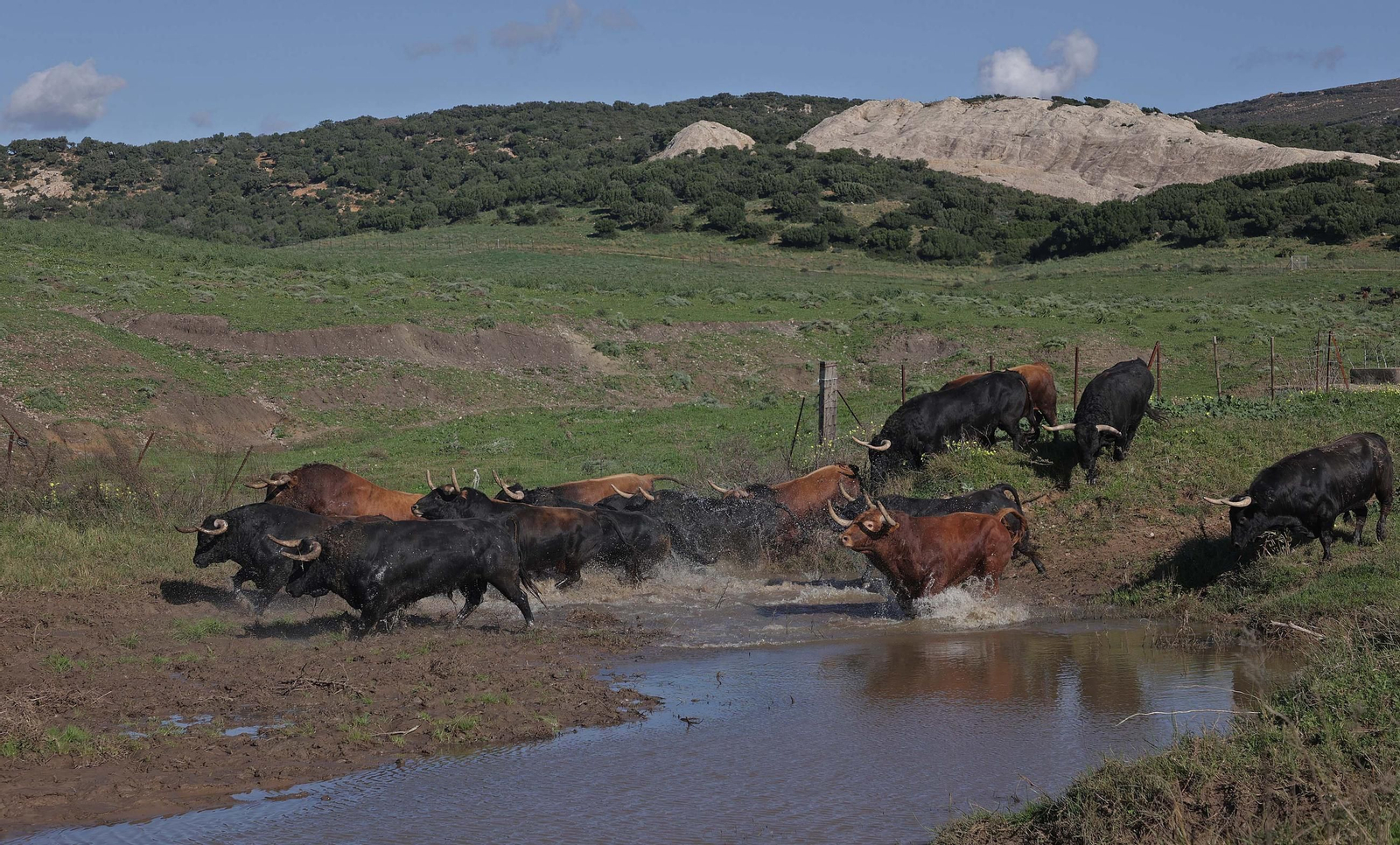 Los toros de La Palmosilla repiten en Pamplona por quinto San Fermín consecutivo, en imágenes