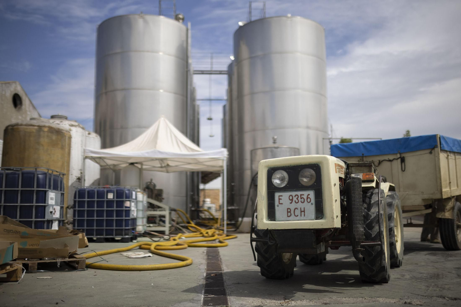 Imágenes de la vendimia en el Condado de Huelva