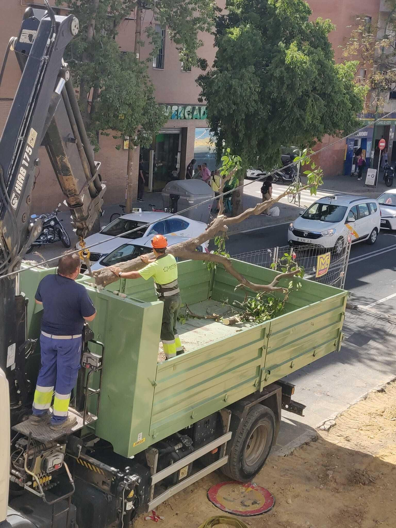 Algunos de los naranjos de la Carretera de Carmona han sido podados y trasladados para su trasplante.