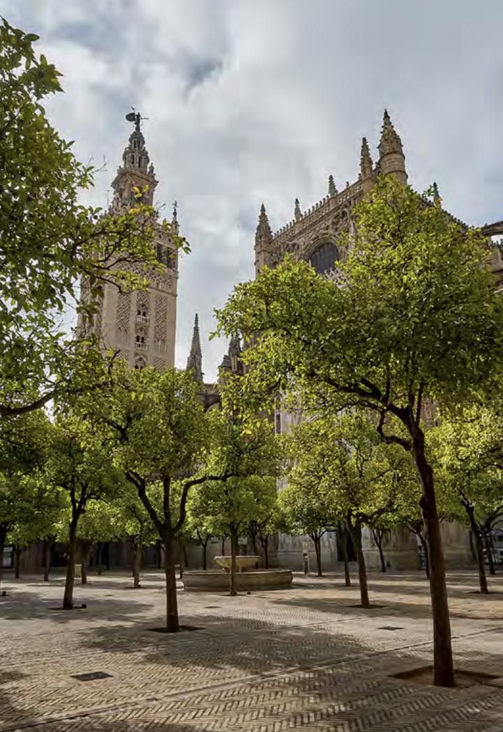 Los árboles más singulares del nuevo catálogo de Sevilla