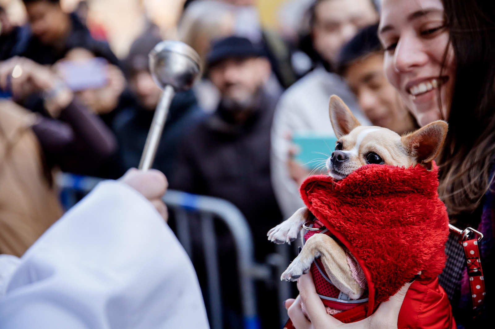 Un perro bendecido en San Antón Un perro bendecido en San Antón