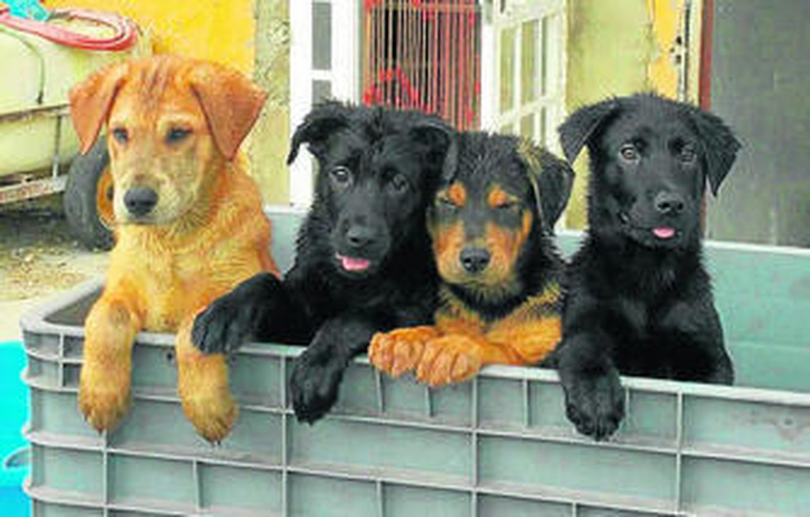 Varios cachorros abandonados en una protectora.