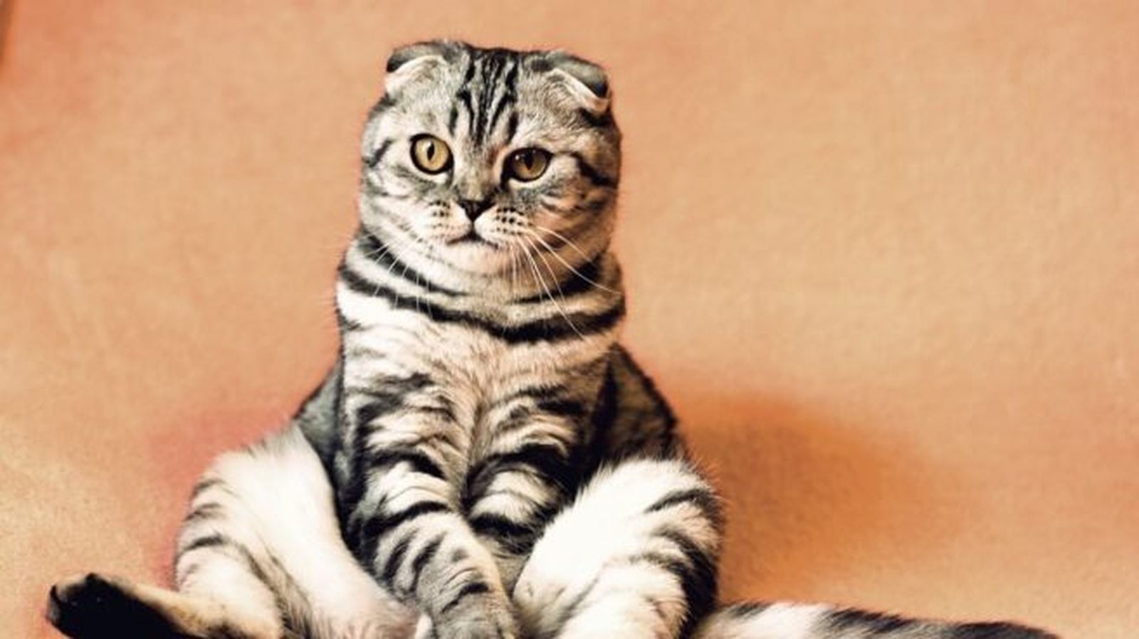 Día Internacional del gato: ¿por qué lo celebra en diferentes fechas?