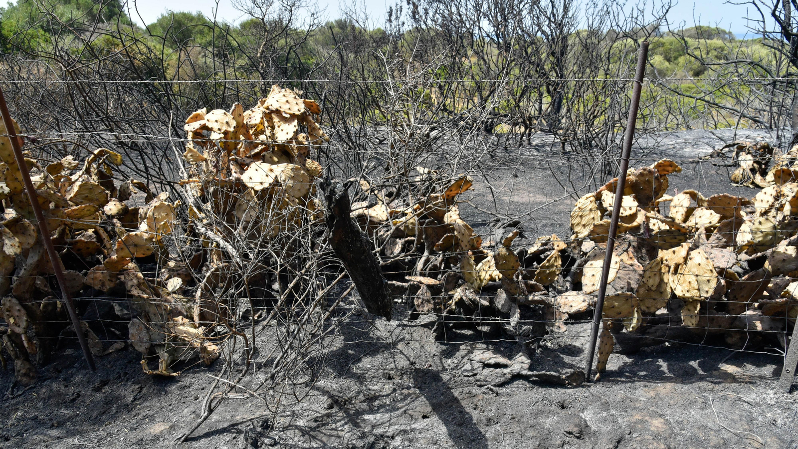 Fotos del incendio de Valdevaqueros que arrasó con 11 hectáreas de Parque Natural del Estrecho Las fotos de la zona afectada por el incendio de Valdevaqueros