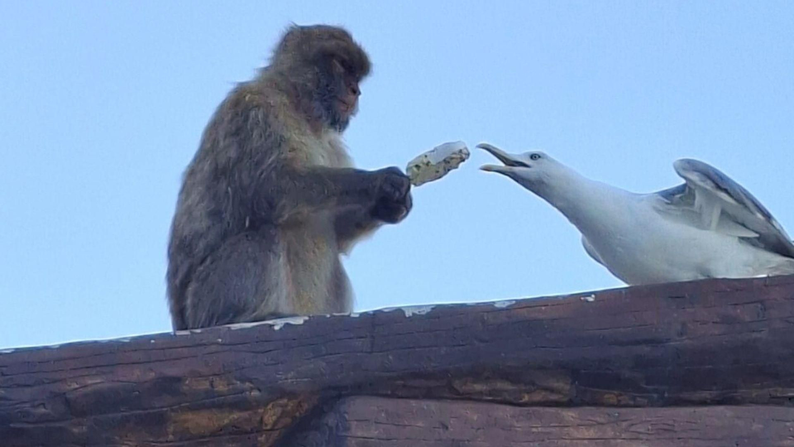 Una imagen captada en Gibraltar inmortaliza el reparto improvisado de un helado entre un macaco y una gaviota.