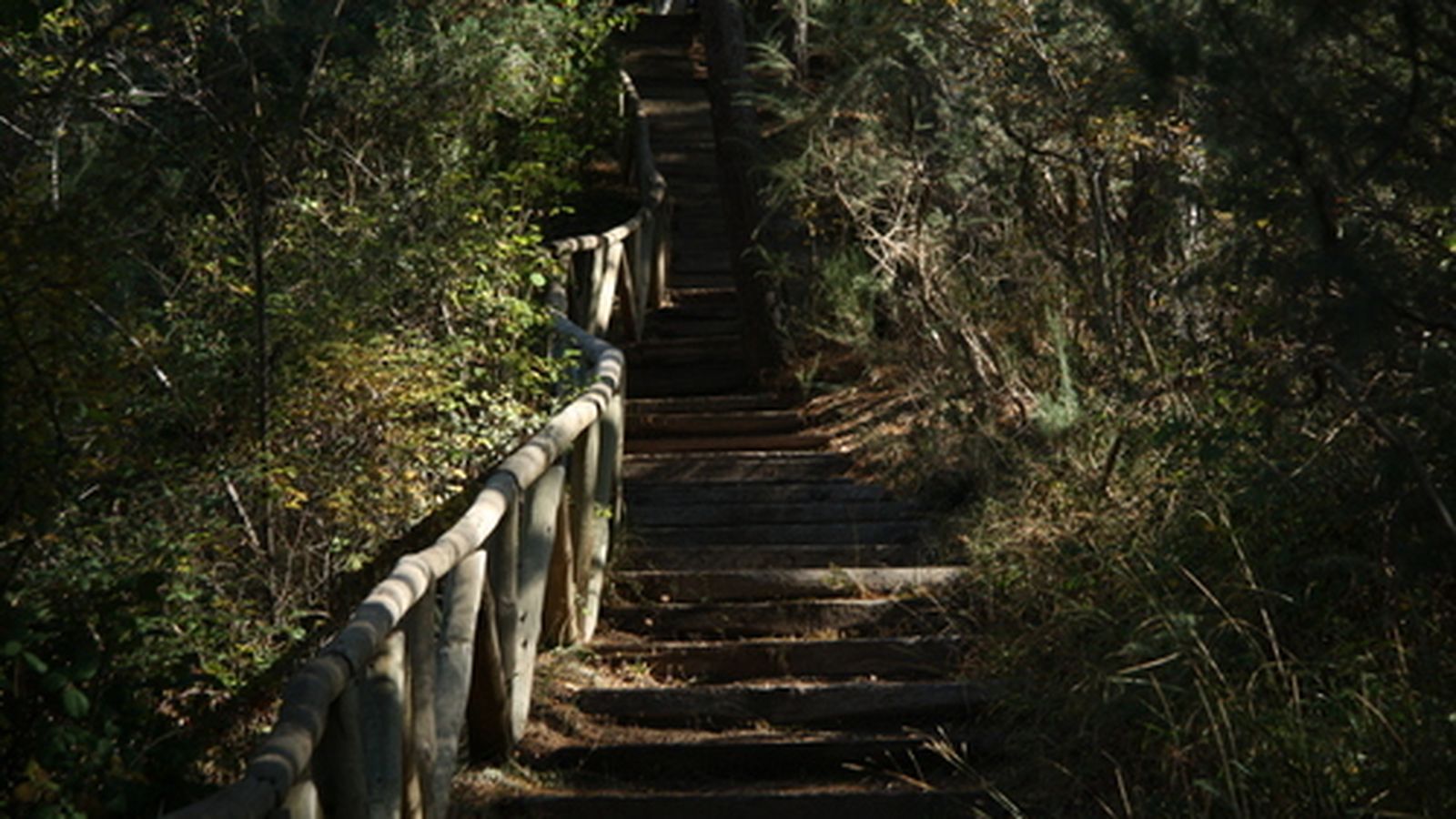 Senderos dentro del jardín botánico